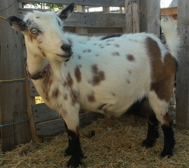 blue cactus goats dairy sire